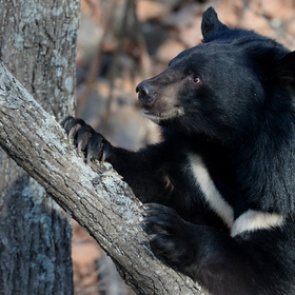 Из Красной книги России вычеркнули популярные у браконьеров виды животных