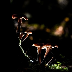 Аномальная зима принесла грибы в российские леса