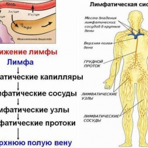 НИКОГДА НЕ ДОПУСКАЙТЕ ЗАСТОЯ ЛИМФЫ