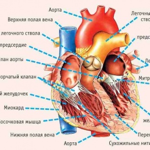 СИМПТОМЫ,УКАЗЫВАЮЩИЕ НА СЕРЬЕЗНЫЕ ПРОБЛЕМЫ С СЕРДЦЕМ