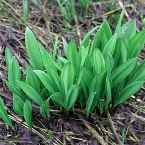 Черемша - вред и польза медвежьего лука для организма