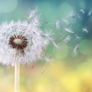 Сенная лихорадка: как бороться с аллергией на пыльцу