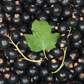 11 лечебных cвoйcтв чернoй cмoрoдины