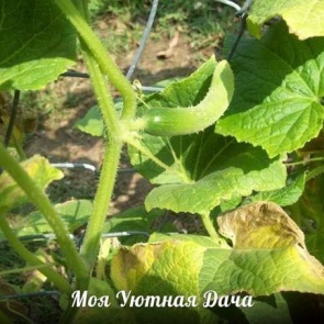 Почему огурцы желтеют