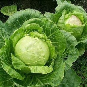 Как выбрать сорта капусты белокочанной