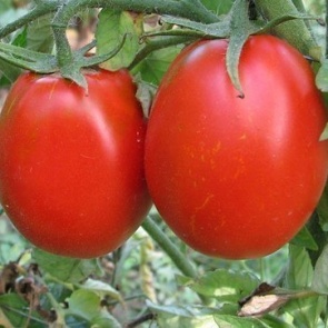 Как достичь высоких урожаев томатов при выращивании в теплице?