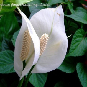 Спатифиллум - женское счастье