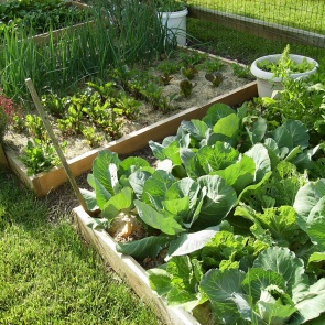 Схема посадки культур на грядках