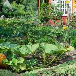 Как вырастить самую большую тыкву – полезные советы