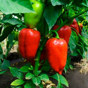 Ошибки при выращивании перца