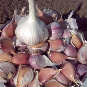 ВЫРАЩИВАЕМ КРУПНЫЙ ЧЕСНОК! Сохраните, чтобы не потерять!