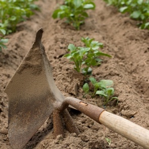 Окучивание картофеля — как и когда это делать