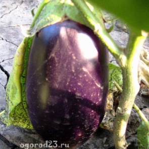 Баклажаны: польза и вред для здоровья