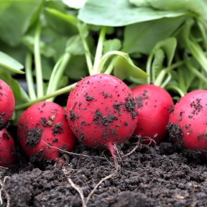 Полезные советы для дачного участка