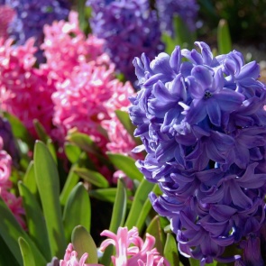 Гиацинты — посадка и уход в открытом грунте, рекомендации