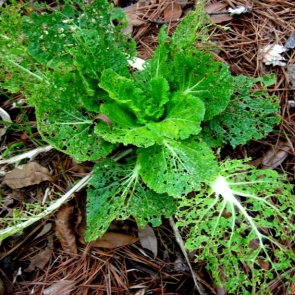 Уникальный рецепт от блошек на капусте