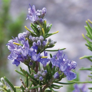 Пряные травы в борьбе с насекомыми-вредителями