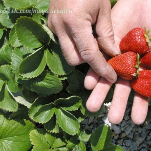 СОВЕТ САДОВОДАМ, КОТОРЫЕ СОБИРАЮТСЯ СМЕНИТЬ КЛУБНИЧНОЕ МЕСТО