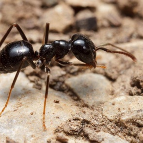 Эффективное средство от садовых муравьев найдено!
