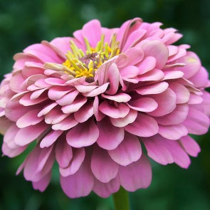 8 растений, которые невозможно убить