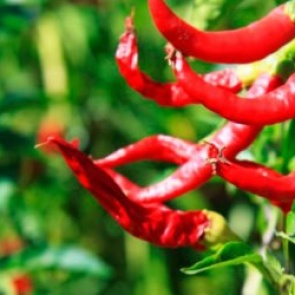 Выращиваем острый перец в домашних условиях