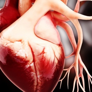 Красноярские медики научились восстанавливать сердечный клапан пациента из его же тканей