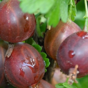 Как посадить и вырастить бесшипный крыжовник на своем участке