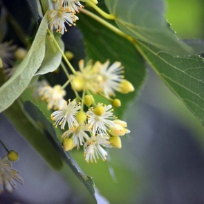 ОЧИЩАЕМ СОСУДЫ ОТ ХОЛЕСТЕРИНА САМОСТОЯТЕЛЬНО