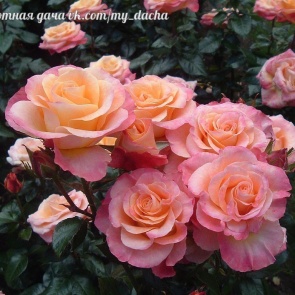 Розы заболели что делать, лечение больных роз, как и чем лечить розы