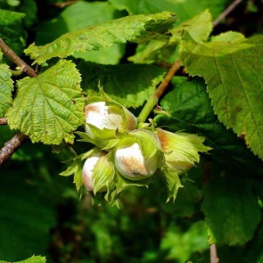 Лещина обыкновенная — полезные и лечебные свойства, где растет кустарник
