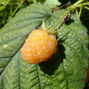 Желтая малина — сорта, посадка, уход, фото