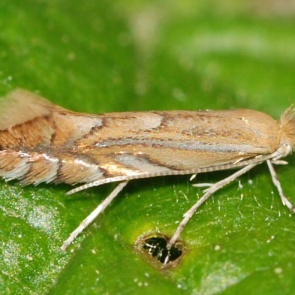 Картофельная моль – меры борьбы на огороде, в погребе при хранении