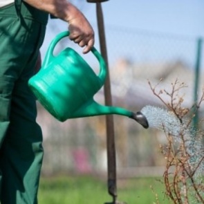 Как уберечь растения от жары?