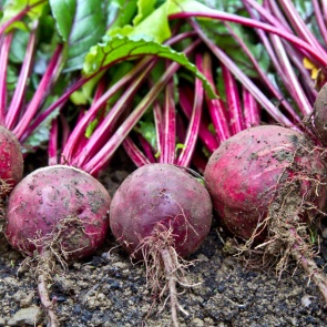 Как сохранить урожай свеклы без потерь