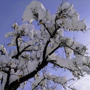 Осенняя подготовка яблонь к зимнему периоду: укрытие, побелка и другие процедуры