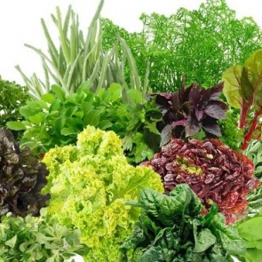 Самые вкусные и нежные сорта салата, которые подходят для приготовления разных блюд