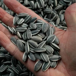 ПОЛЕЗНЫЕ СВОЙСТВА СЕМЕЧЕК ПОДСОЛНУХА