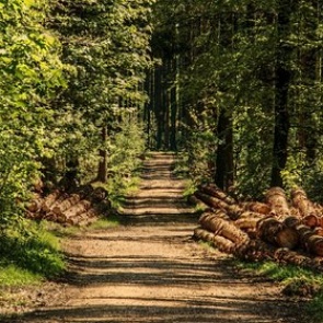 Названы опасности зимы без снега