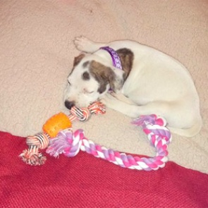 Собака спасла хозяина от смерти во сне