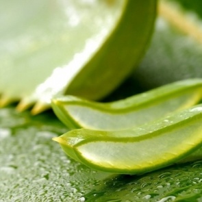 Алoэ