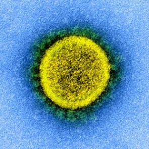 Ученые выявили самые уязвимые для коронавируса клетки человека