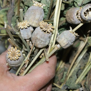 В Ачинске полицейские изъяли у мужчины маковую соломку