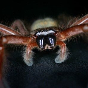 В Австралии придумали Shazam для пауков и змей