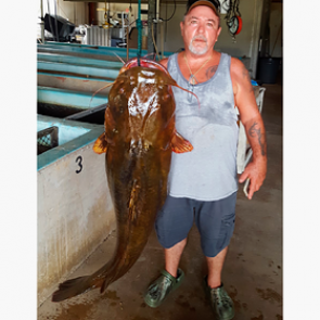 Рыбак вытащил из реки рекордно большого сома весом 31,7 килограмма