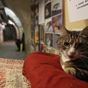 Француз завещал наследство котам из российского музея