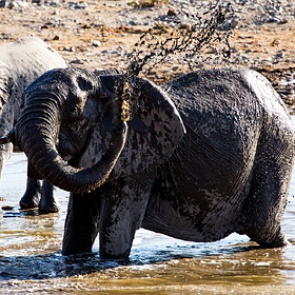 Африканская страна решила устроить распродажу слонов