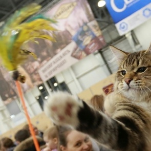 Ученые объяснили любовь кошек к кошачьей мяте