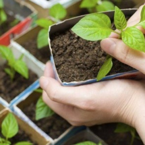 Когда сеять перец на рассаду