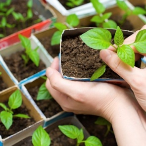 Что и когда сеять в феврале