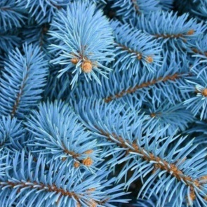 Как вырастить голубую ель